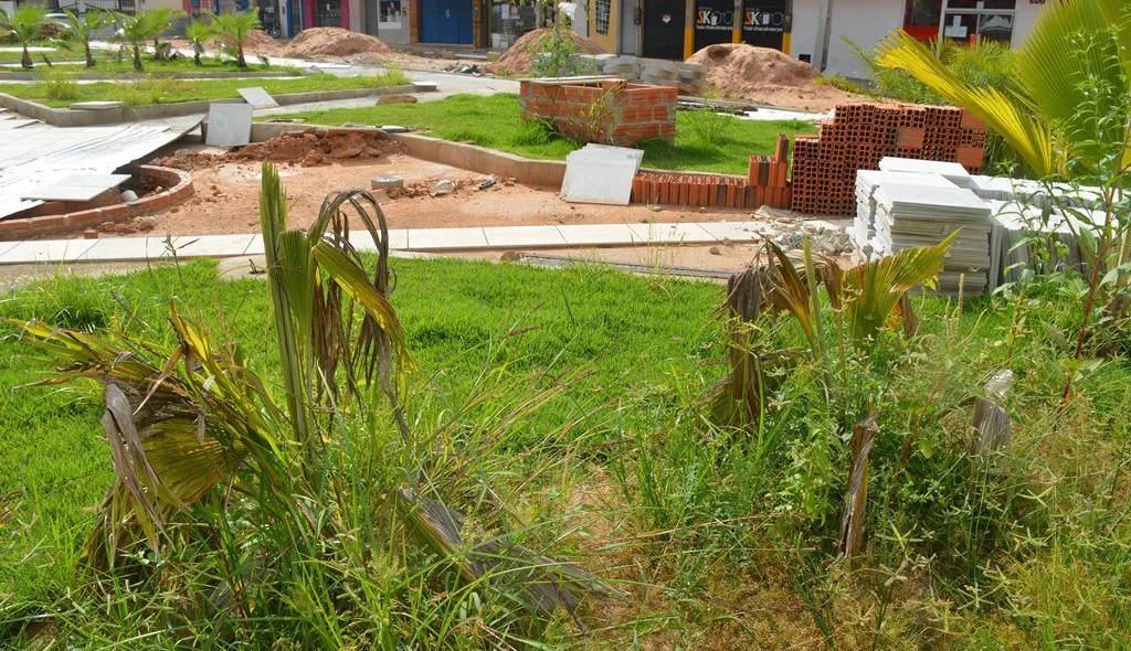 Plantas estão morrendo