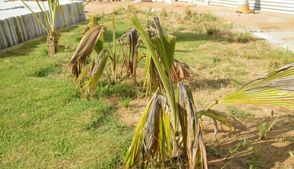 Plantas ornamentais estão morrendo