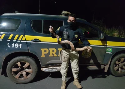 Jiboia é capturada pela PRF na BR 316 em Teresina