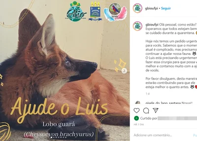 Campanha busca doações para arcar cirurgia de lobo-guará