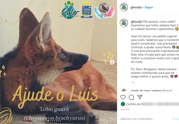 Campanha busca doações para arcar cirurgia de lobo-guará