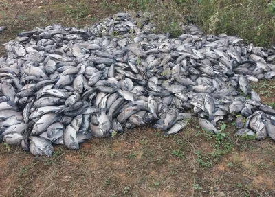Peixes mortos