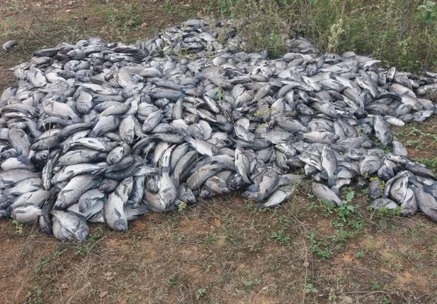 Peixes mortos