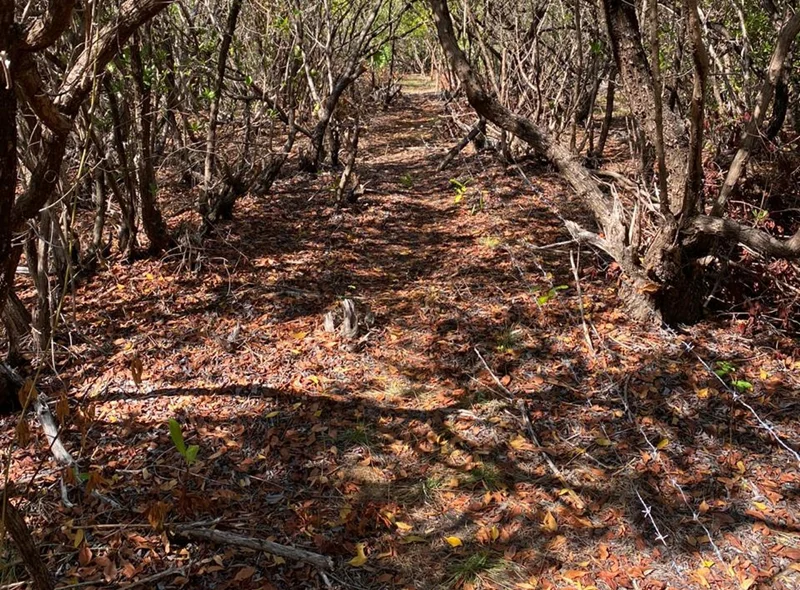 Danificar área de mangue é crime ambiental