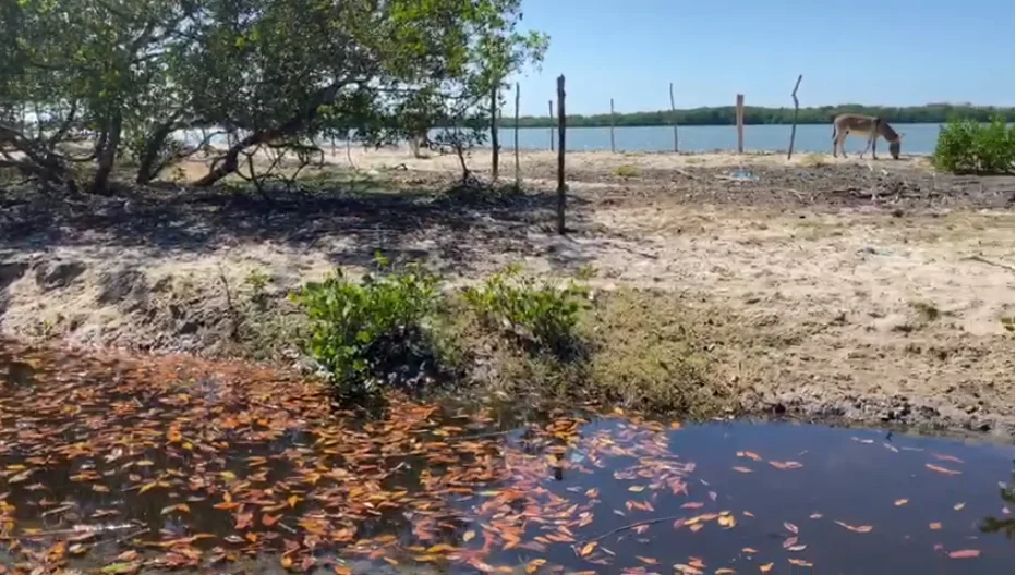 Região do mangue também foi cercada