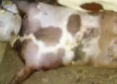 Animal nasce com anomalia em Luzilândia 