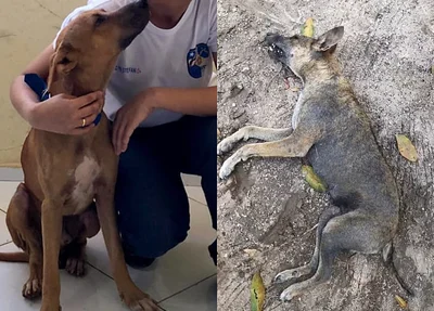 Cães que morreram envenenados