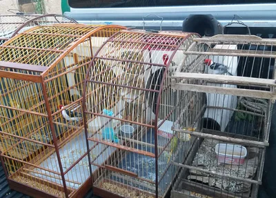 Pássaros em cativeiro apreendidos pela PM