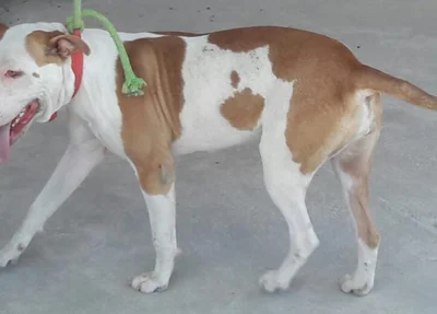 Cachorro que havia sido levado pelos criminosos