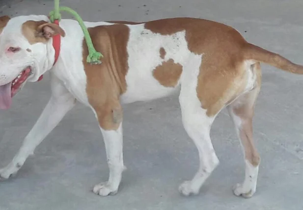 Cachorro que havia sido levado pelos criminosos