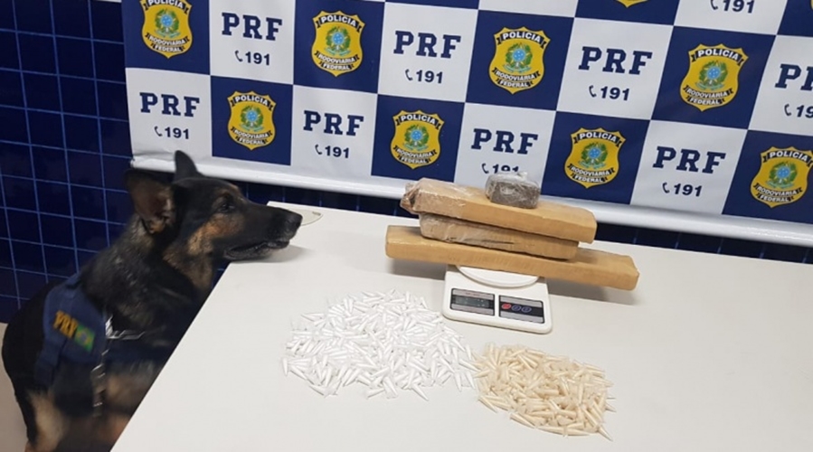 Cão farejador da PRF-PI identificou a droga em ônibus