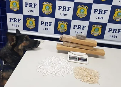 Cão farejador da PRF-PI identificou a droga em ônibus