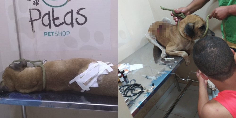 Animal foi socorrido e recebeu atendimento veterinário em Valença