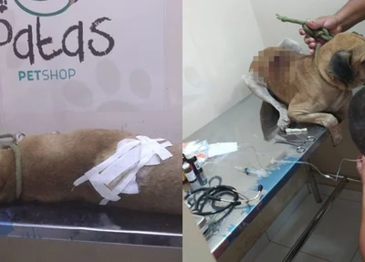 Animal foi socorrido e recebeu atendimento veterinário em Valença