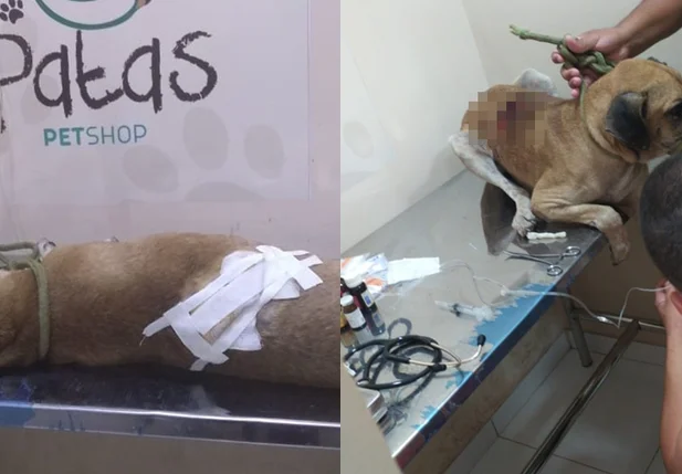 Animal foi socorrido e recebeu atendimento veterinário em Valença