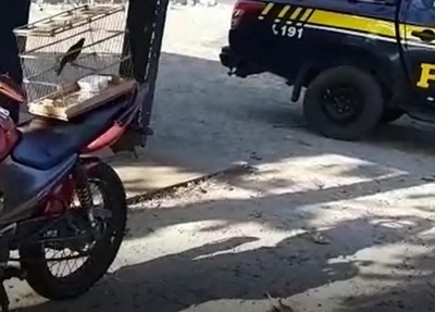 O flagrante aconteceu na BR 316