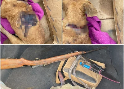 Animal foi agredido na zona rural do município de Altos