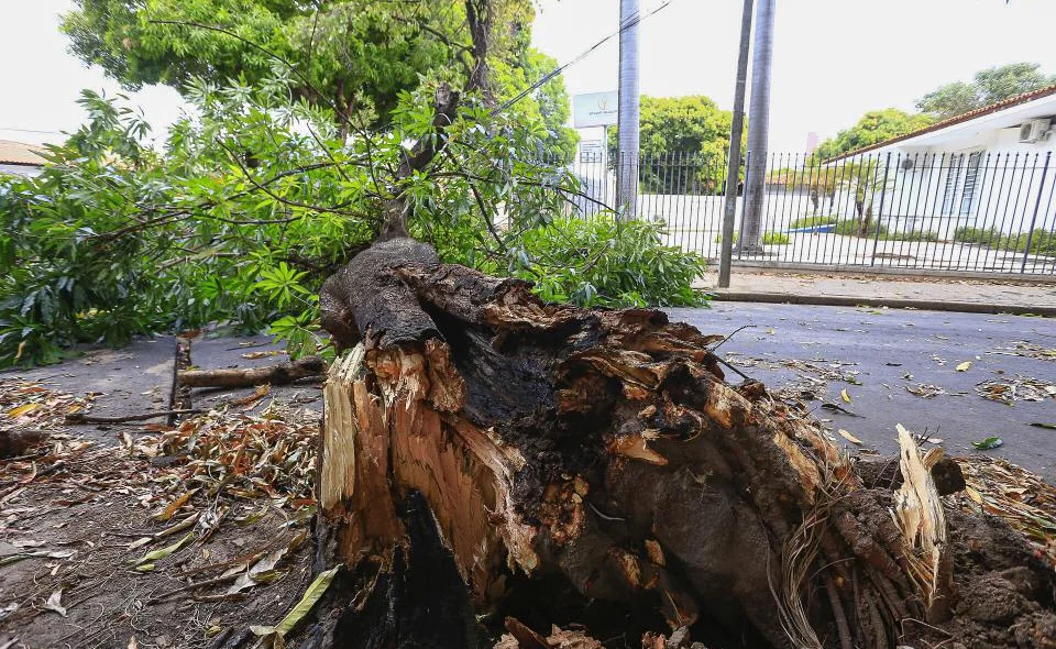 Árvore caiu durante intensa chuva em Teresina~
