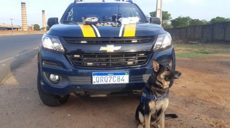 Cão ajudou a localizar o material apreendido