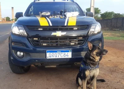 Cão ajudou a localizar o material apreendido