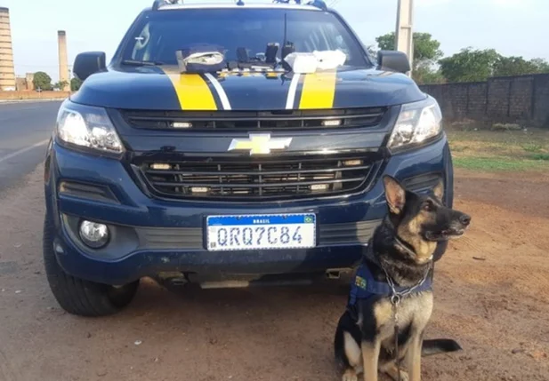 Cão ajudou a localizar o material apreendido