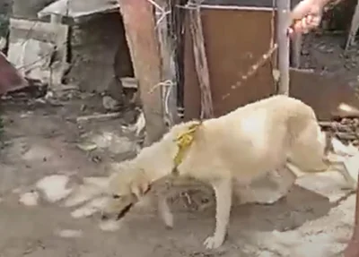 Homem é preso acusado de violentar cachorra em Piripiri