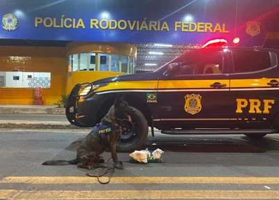 A droga foi encontrada com a ajuda de cães farejadores e está avaliada em R$ 53 mil