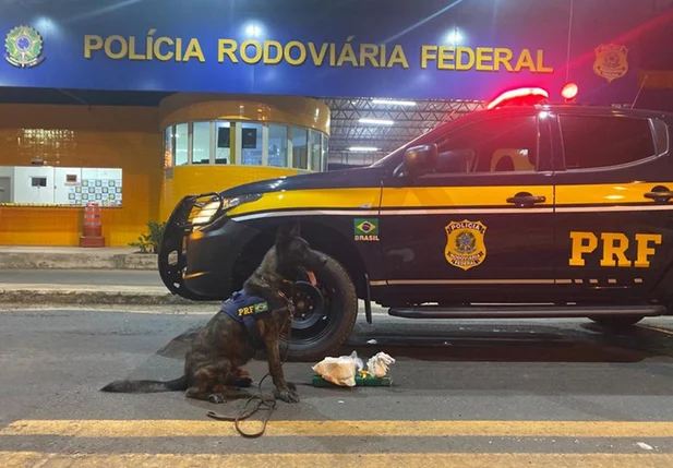 A droga foi encontrada com a ajuda de cães farejadores e está avaliada em R$ 53 mil
