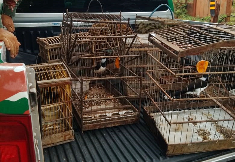 Aves apreendidas na zona rural de Teresina