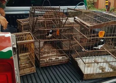 Aves apreendidas na zona rural de Teresina