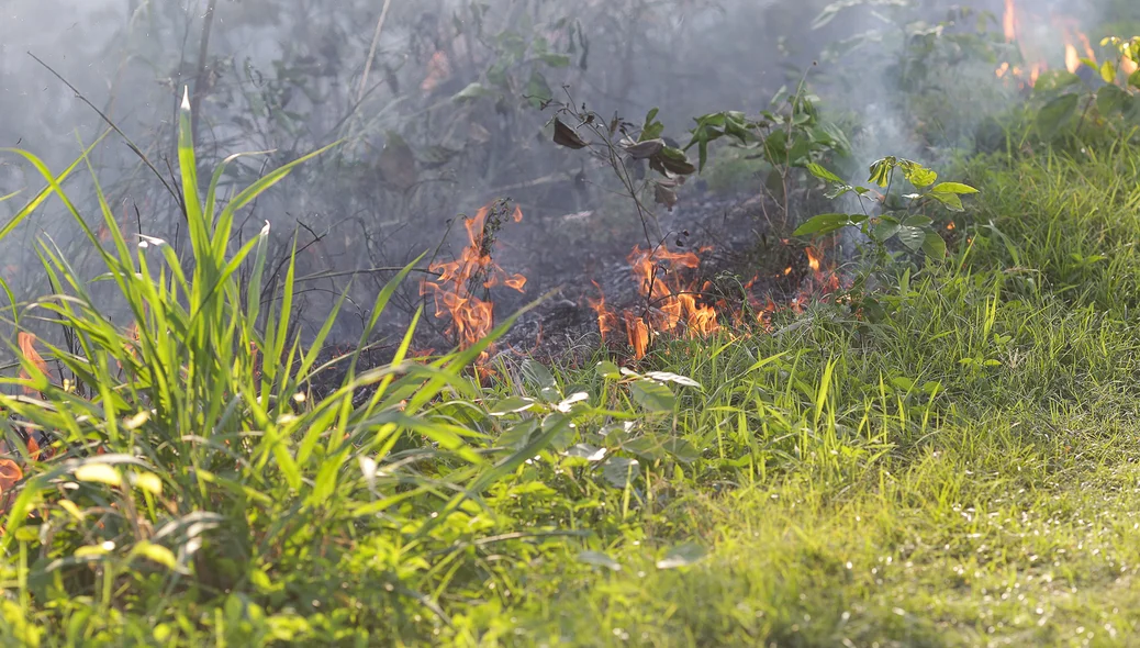 Fogo na vegetação 