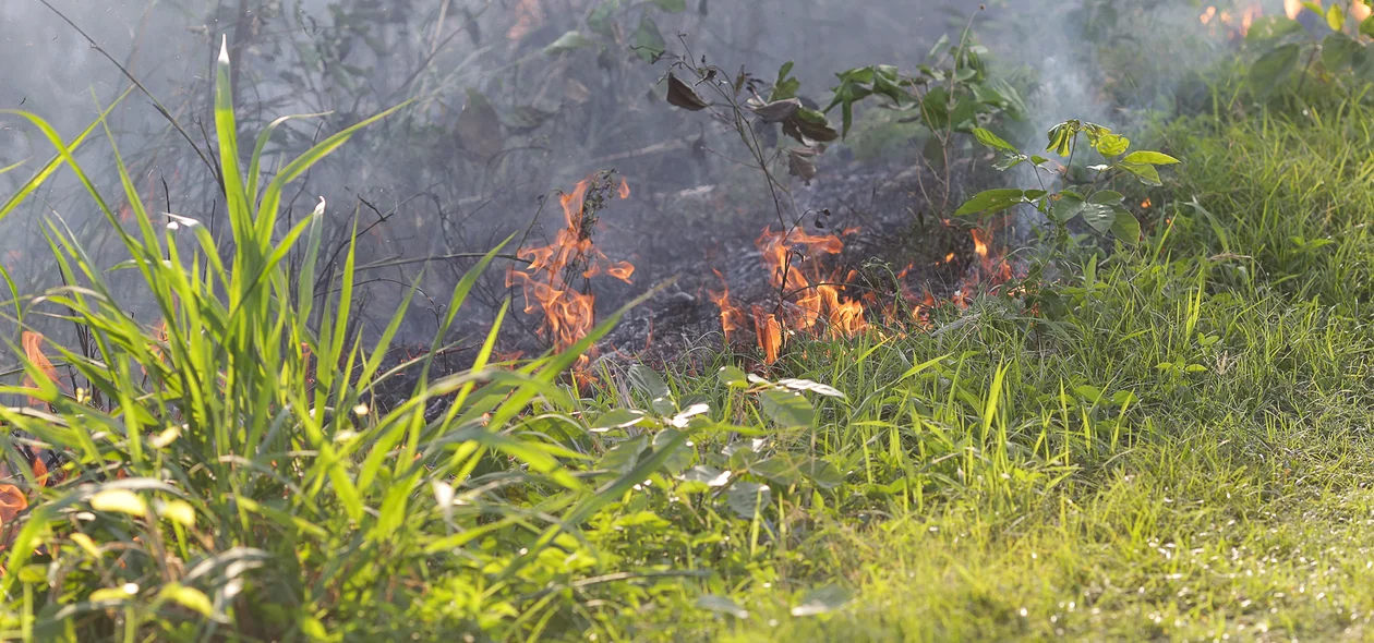 Fogo na vegetação 