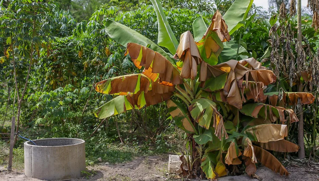 Pé de banana morrendo devido ao corte de Energia que abastece o poço