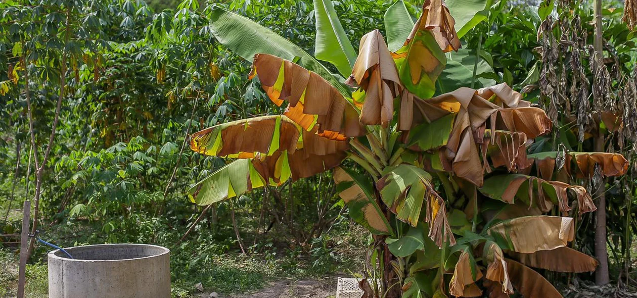 Pé de banana morrendo devido ao corte de Energia que abastece o poço