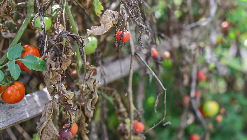 Pé de tomate cereja morrendo devido ao corte de Energia que abastece o poço d’Água
