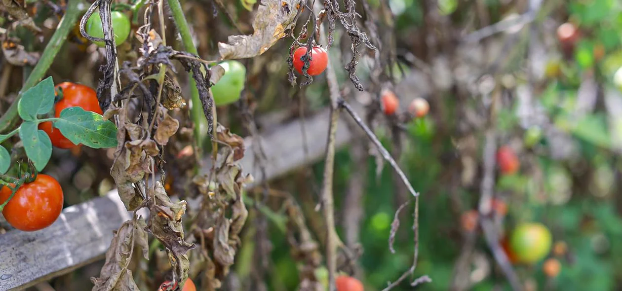 Pé de tomate cereja morrendo devido ao corte de Energia que abastece o poço d’Água
