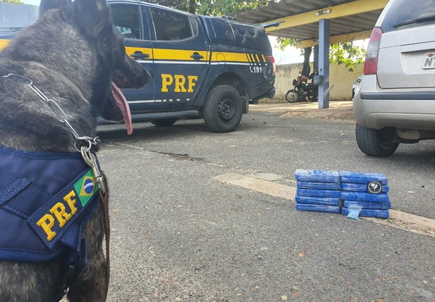 Droga apreendida em Lagoa do Piauí 