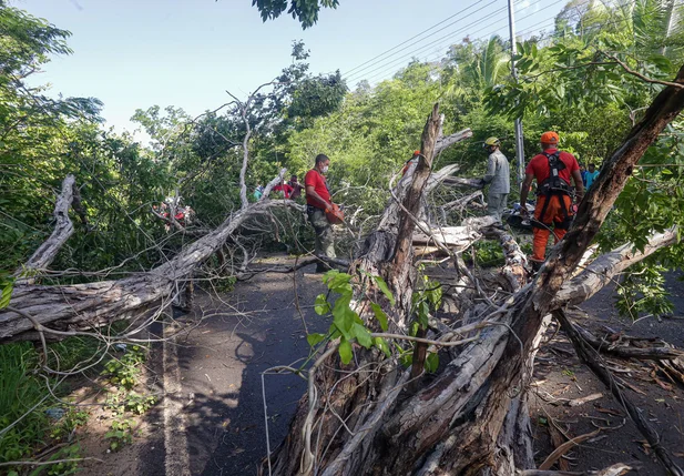 Árvore cai e mata motociclista na estrada da Cacimba Velha em Teresina