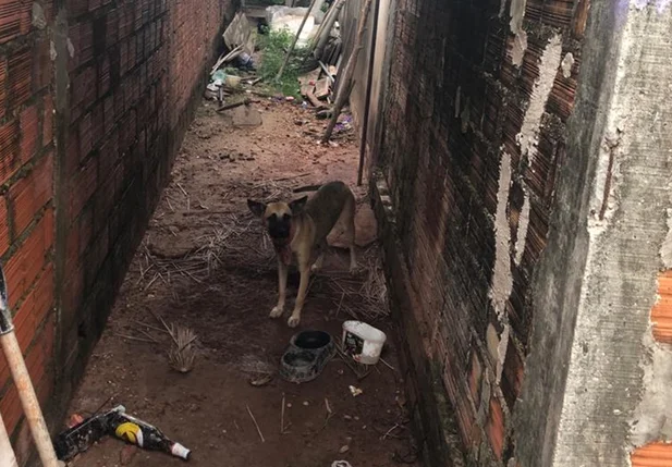 Animais em situação de maus tratos são resgatados