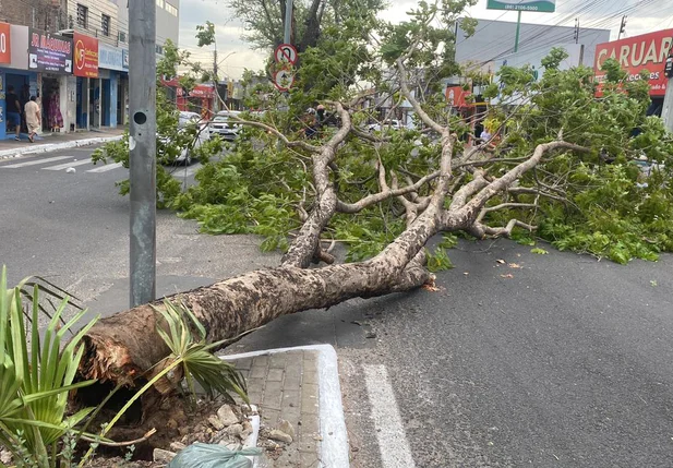 Teresina registra queda de árvores após vendaval