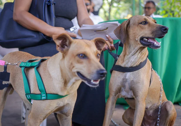 Piauí Pet Castramóvel recebe animais na Avenida Raul Lopes