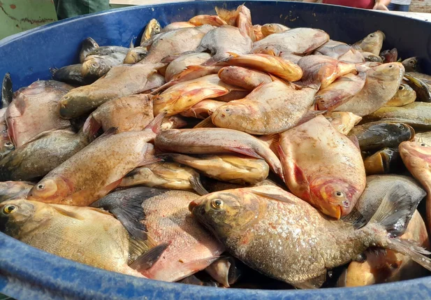 Prefeitura de São João do Arraial distribui 4 toneladas de peixes