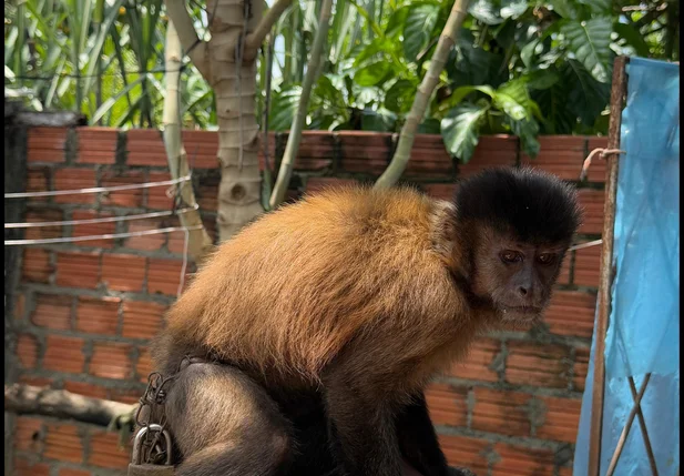 Fiscais da Semarh resgatam animais de cativeiro em Esperantina