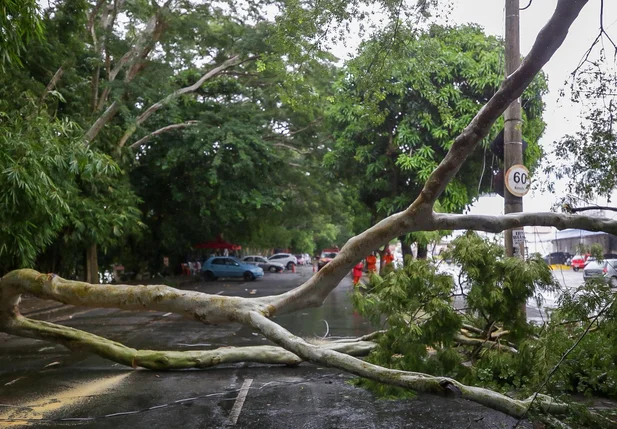 Árvore de grande porte cai e bloqueia trânsito na Avenida Maranhão