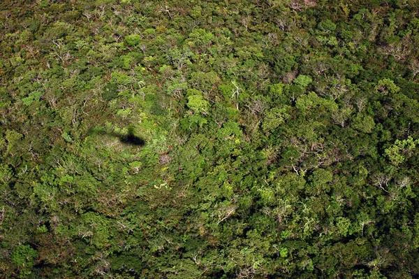 Mata Atlântica na região da Serra Vermelha