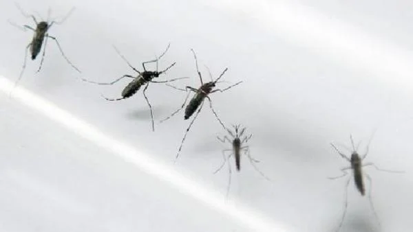 Brasil  já registrou 828 casos de Febre Chikungunya  