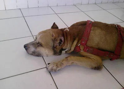 Cachorro estava machucado