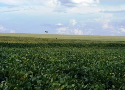 Cerrados: maior uso de fertilizantes