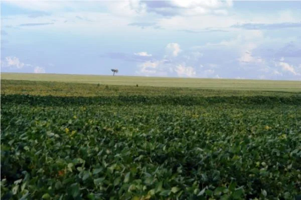 Cerrados: maior uso de fertilizantes