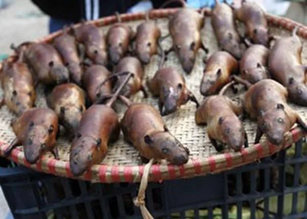 Comidas feitas com ratos são comuns na China